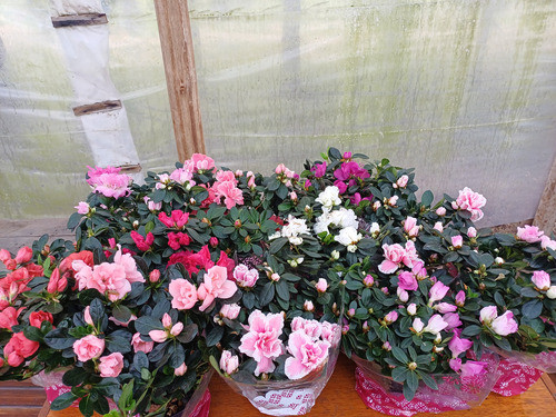 Azaleas Gran Variedad De Colores 0
