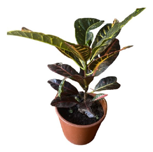 Croton  Mammy Planta De Interior Hermosa Y Muy Colorida 0 Croton  Mammy Planta De Interior Hermosa Y Muy Colorida 0