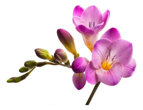 Bulbos De Fresia Simple Mix X 10 Unidades 0