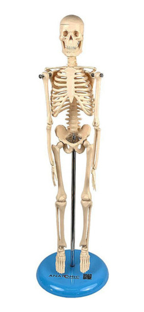 Esqueleto Humano De 45 Cm 0