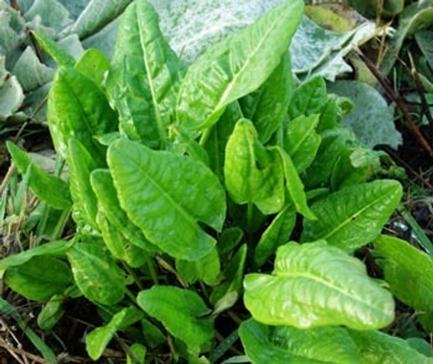 Sementes Azedinha Rumex Acetosa Folha Larga Carta Registrada 0