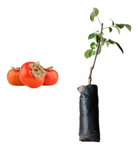 2 Mudas De Caqui Fuyu Enxertado ! 0