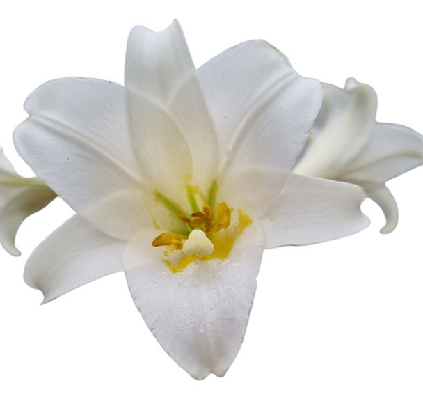 Bulbos Azucena Blanca 0