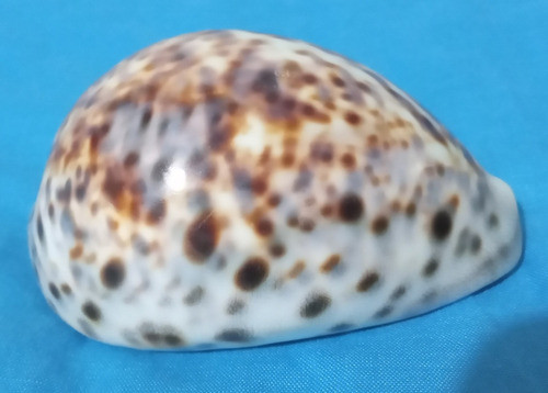 Caracol Buzio 0