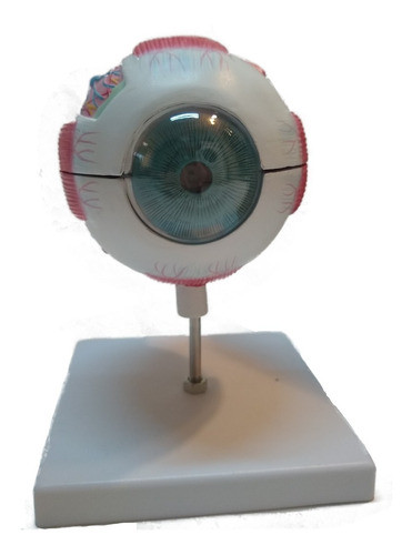 Bio-Med Human Eye Model Enlarged 3 Times for Ophthalmology