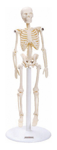 Anatomic Mini Human Skeleton 20cm Articulated Model with Stand