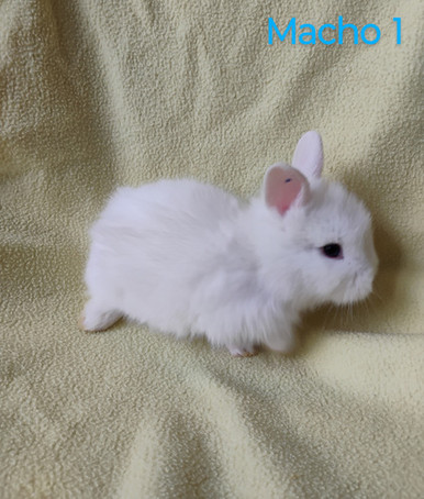 Mini Lion Mini Rabbits