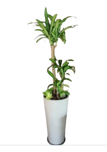 Ohana Arte Natural Large Water Stick Plant + Planter
