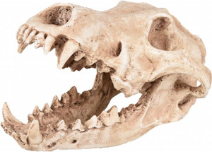 AD SKELO SKULL PREDATOR 24X13X13CM AD SKELO SKULL PREDATOR 24X13X13CM