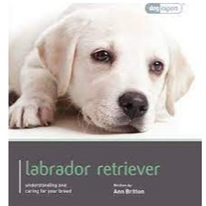 Labrador - Dog Expert