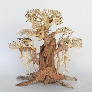 BANYAN BONSAI WOOD - SMALL / 20X20X12CM