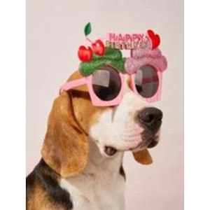 Slogan Graphic Pet Glasses