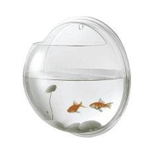 SAAS WALL MINI FISH TANK LARGE 19.5CM SAAS WALL MINI FISH TANK LARGE 19.5CM