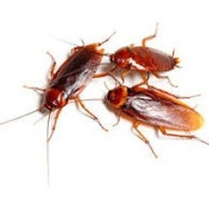 RED RUNNER Roaches Xsmall-Pinhead RED RUNNER Roaches Xsmall-Pinhead