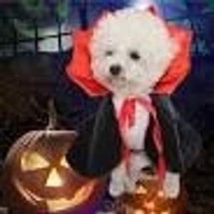 Halloween Pet Costume Funny Cape, Suitable For Pets In Halloween (DOG) Halloween Pet Costume Funny Cape, Suitable For Pets In Halloween (DOG)