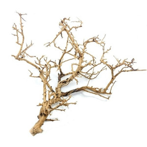 Tiny Ramous Wood / 20-50CM / pc