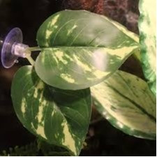 Large Leaves Shaped Reptile