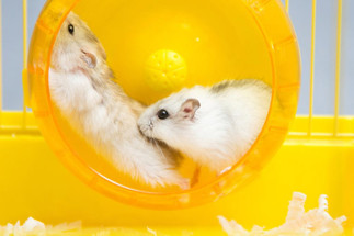 5 Must Have Items For Your  Small Pets