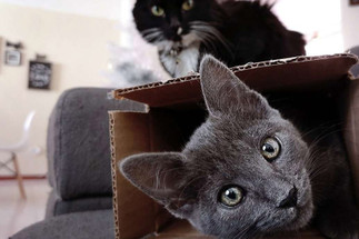 A Stress-Free Move for You and Your Cat