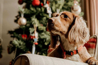 Caring for Your Pet’s During the Holiday Season
