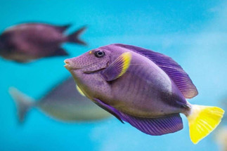 Getting Schooled on Fish