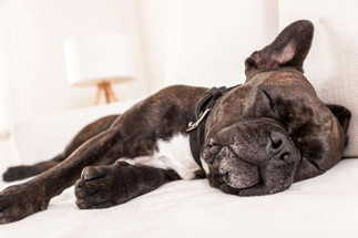 Let Sleeping Dogs Lie: Why do Dogs Sleep so Much?