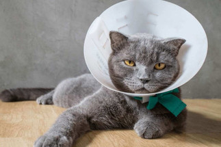 Pet Insurance: Is it really worth it?