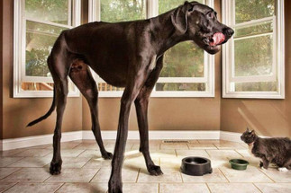 The Dog’s Bollocks – 5 Record-Worthy Canines
