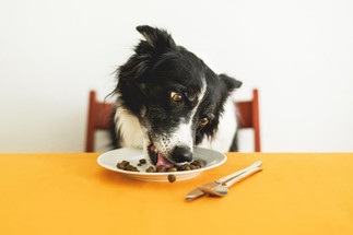 Top 5 Most Toxic Foods For Dogs (Avoid These!)