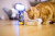 Brit Premium Cat Pouch Chicken For Sterilised Cats 100G