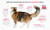 Brit Care Cat Grain-Free Senior & Weight Control