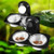 Reptiles Terrarium Insect Spider Chameleon Snake Gecko Food Water Feeding Bowl Reptiles Terrarium Insect Spider Chameleon Snake Gecko Food Water Feeding Bowl