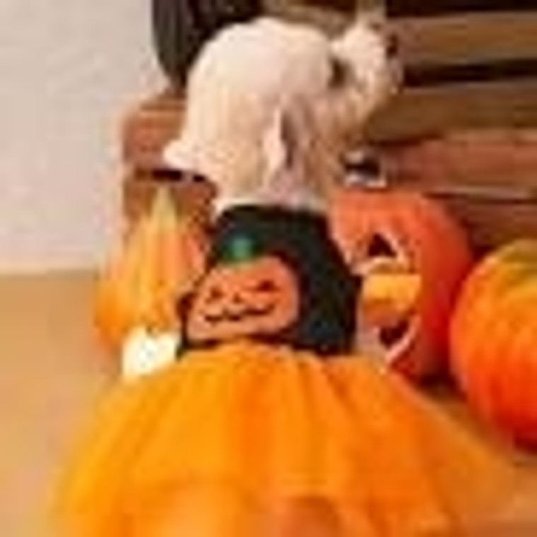 PETSIN Halloween Pumpkin Pet Skirt