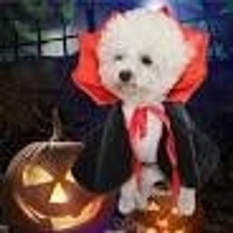 Halloween Pet Costume Funny Cape, Suitable For Pets In Halloween (DOG)