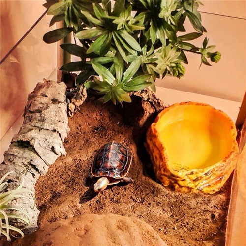 Saaas Turtle Feeding Bowl