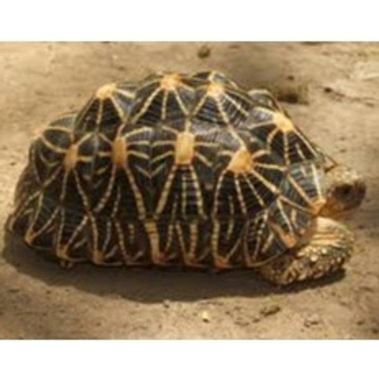 INDIAN STAR TORTOISE INDIAN STAR TORTOISE