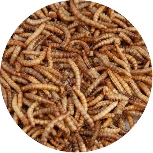Saas Dried Meal Worms 100gm