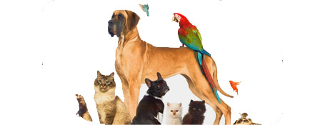 Mega Menu Image Mega Menu Image