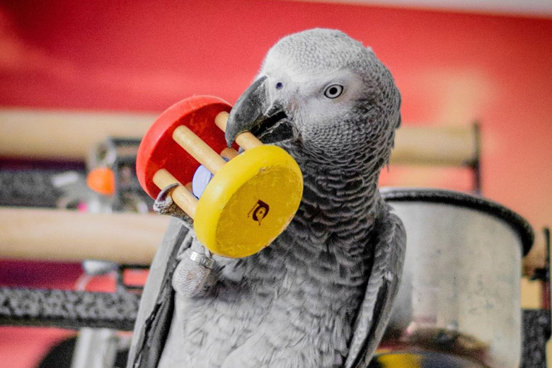 View of Our Best Accessories For Your Bird Cage - Pet World