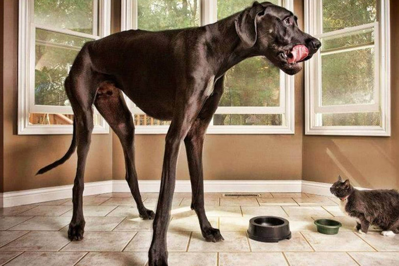 dog bollocks punctuation mark declaration of independence