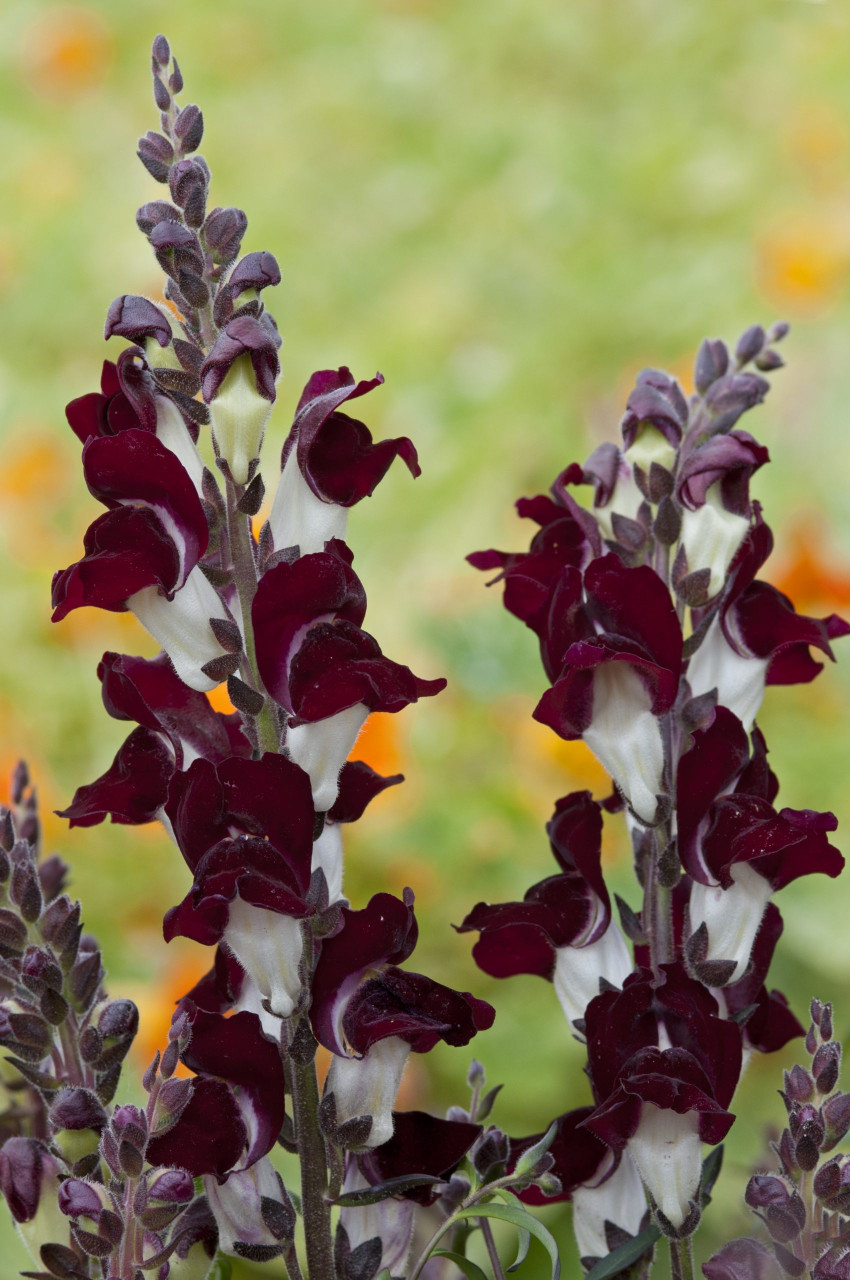 Antirrhinum majus 'Night and Day' | Garden Snapdragon Flower Seeds