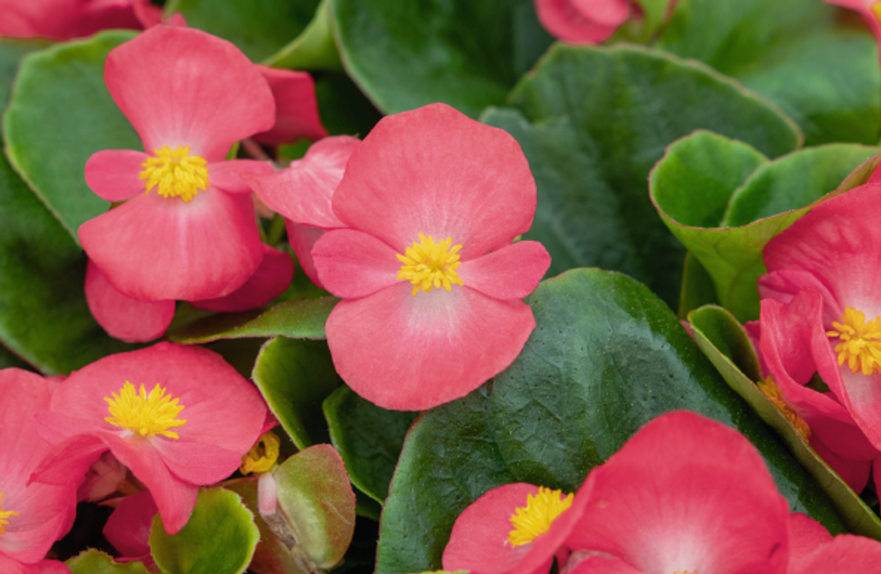 begonia semperflorens