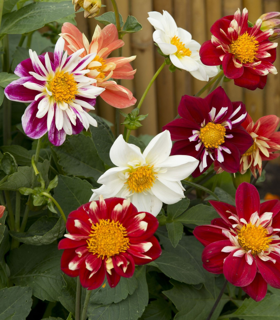 Dahlia variabilis 'Dandy Improved Mix' | Bedding Dahlia Flower