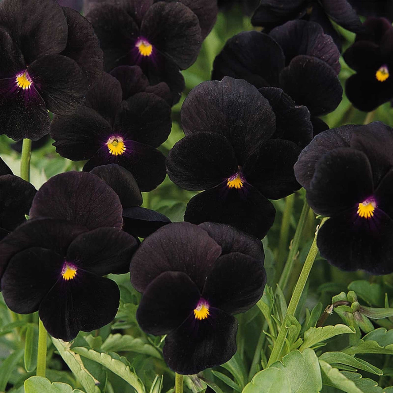 Viola cornuta 'Back to Black' | Horned Violet | Pansy Flower Seeds
