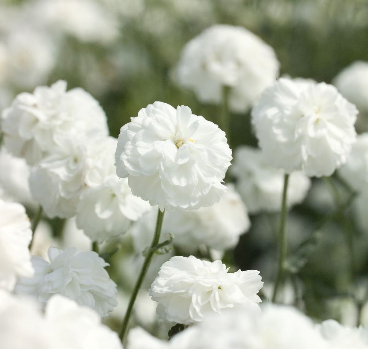 Dried Achillea The Pearl, 30 Bunches