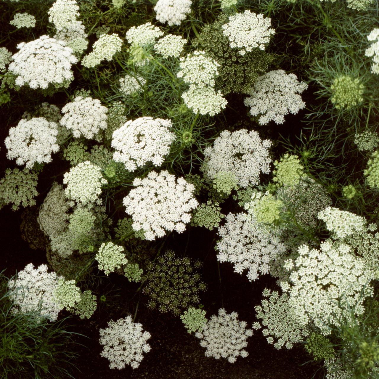 Ammi visnaga 'Green Mist' | False Queen Anne's Lace Flower Seeds