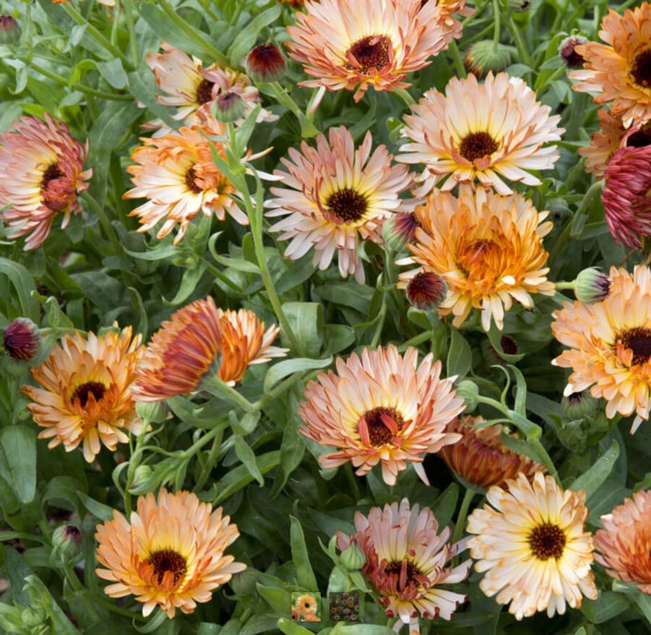 CALENDULA FLOWER – FRESH PICKINS