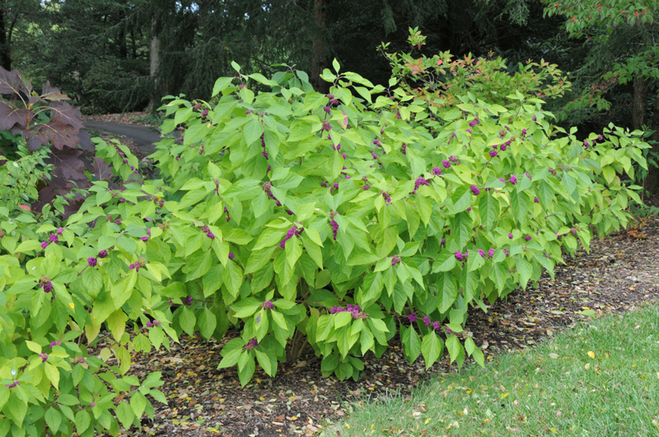 Callicarpa americana (American Beautyberry, American Mulberry