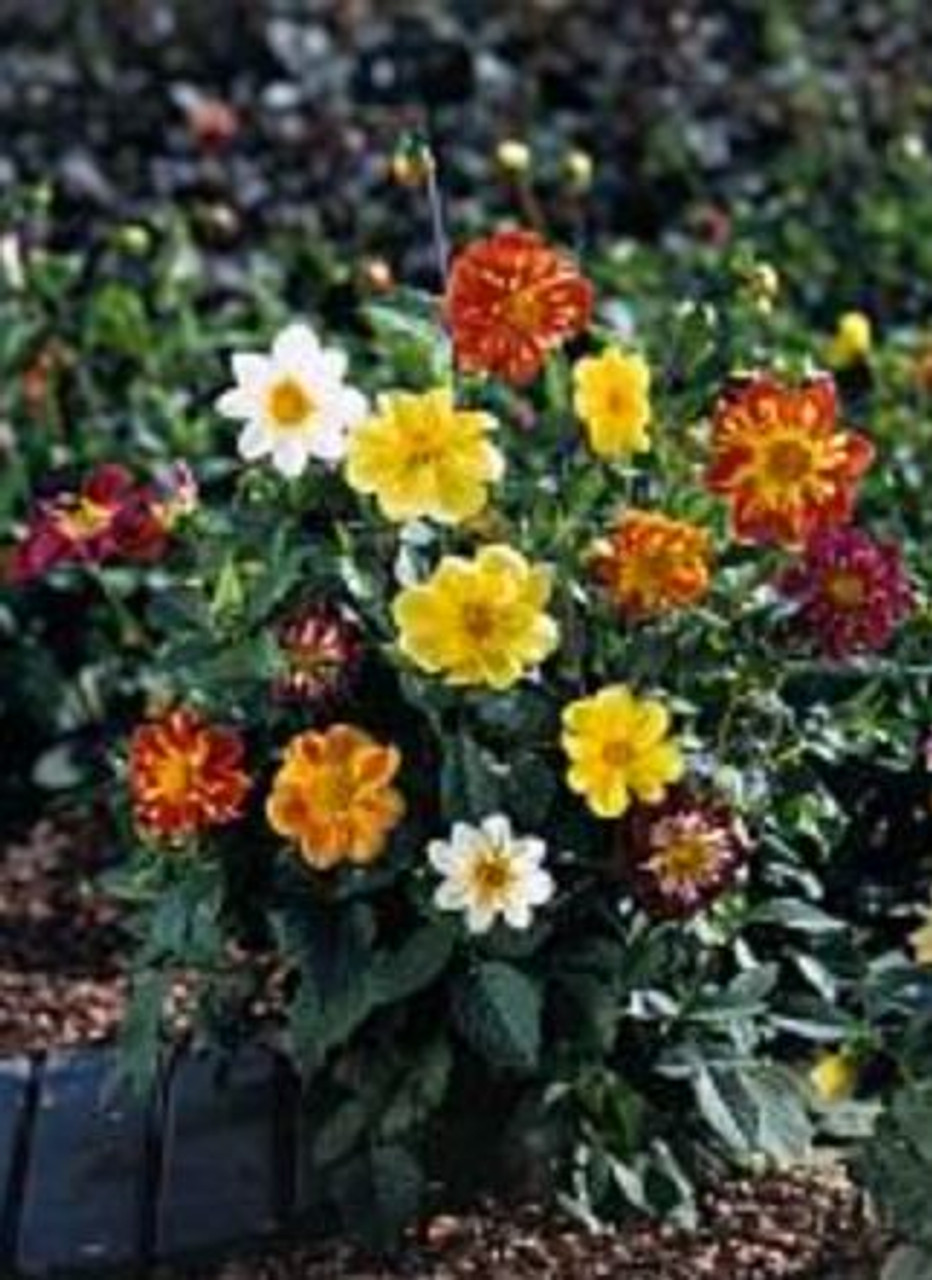 Dahlia variabilis 'Dandy Improved Mix' | Bedding Dahlia