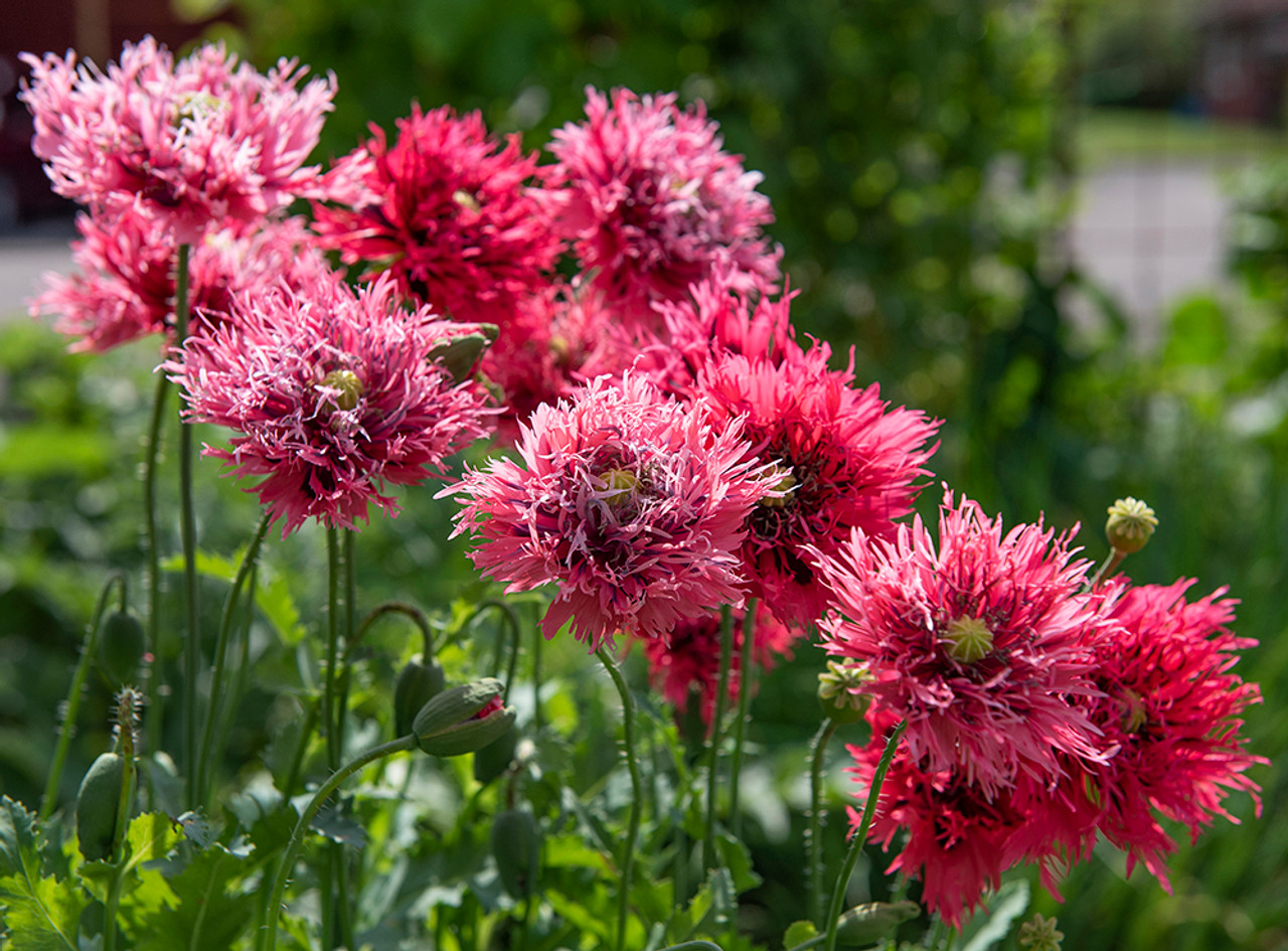 Graines de Papaver somniferum 'Double mix' - Pavot somnifère